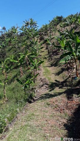 Finca La estrella (vereda la Elvira) - Finca en Belalcázar, Caldas